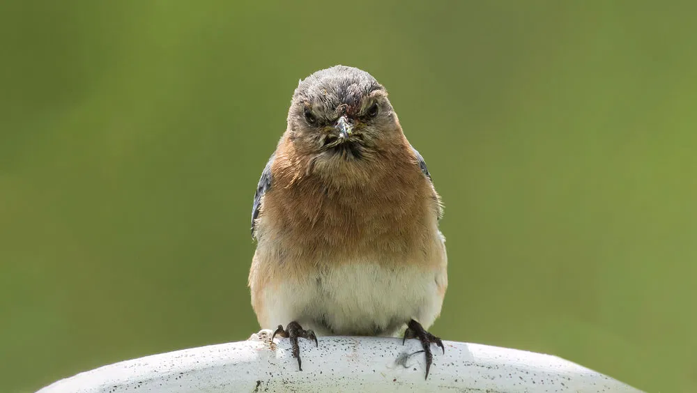 How to Bond with a Bird You Pissed Off