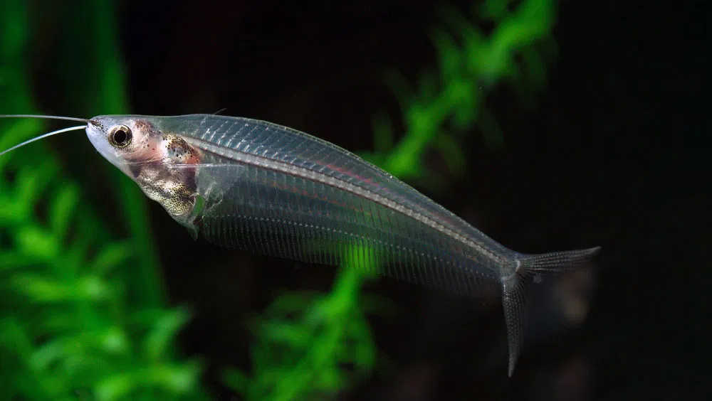 Underrated Aquarium Fish To Add to Your Aquarium