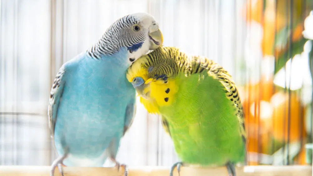 3 Tips to Take Care of Your Pet Bird During Winter