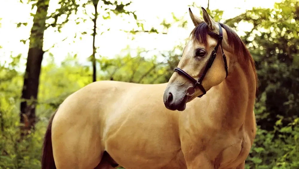 5 Most Popular Horse Breeds