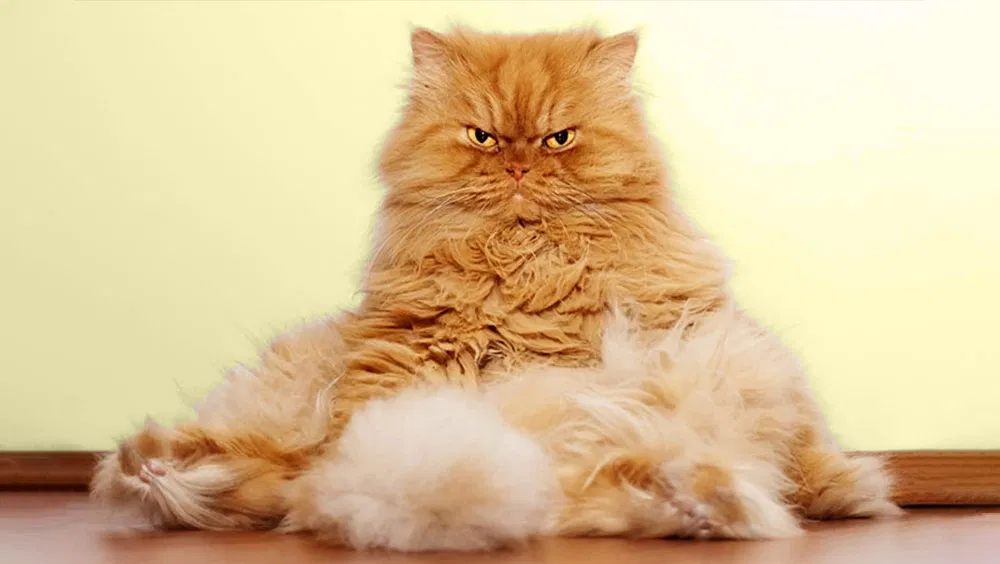 5 Tips to Groom Your Cat