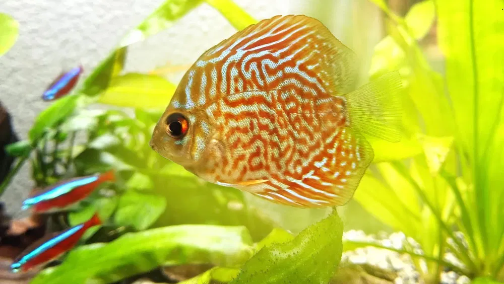 Best Filtration Systems for Your Aquarium