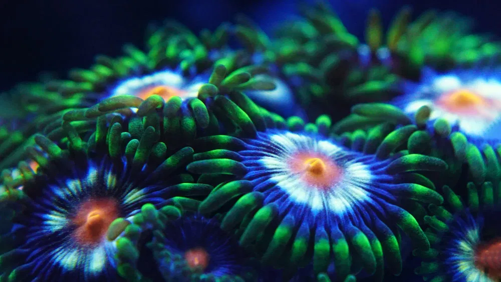 Corals to Consider In Your Reef Aquarium