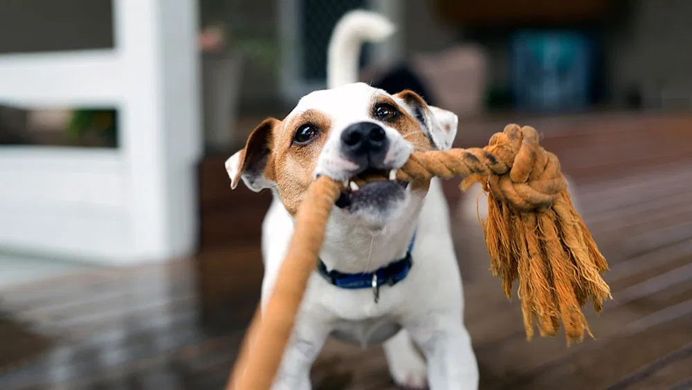 Easy Ways to Train a Puppy Not to Bite