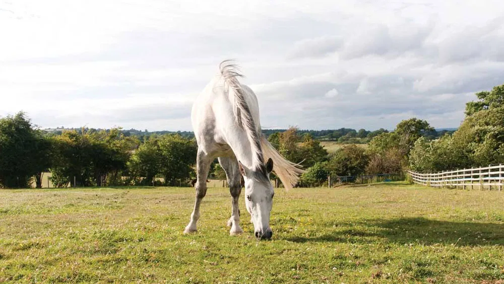 How To Introduce Your Horse To A New Pasture