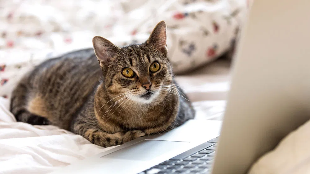 Reasons Why Cats Act In Ways We Can't Explain