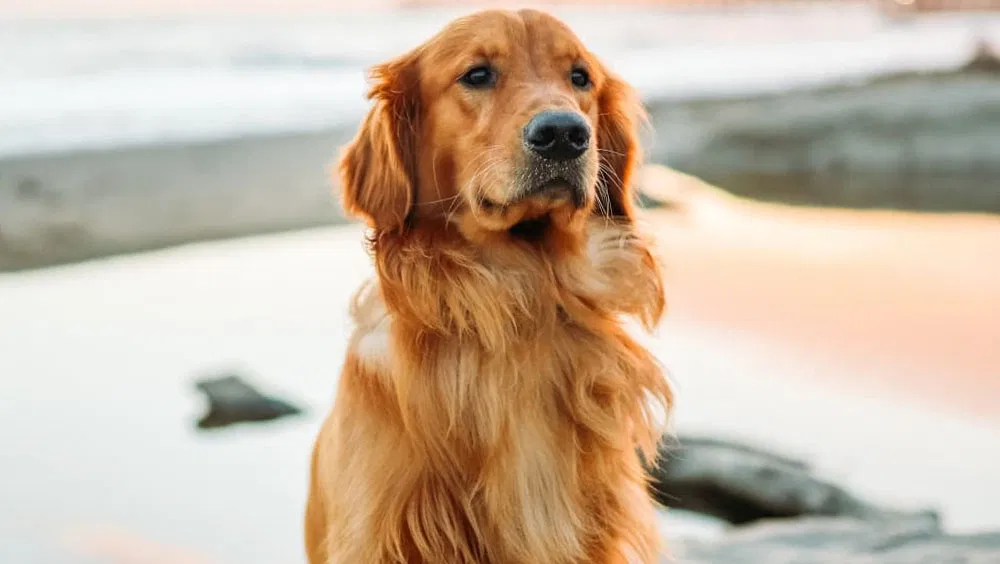 Your First Dog: 10 Great Breeds That Will Make Ownership Easy