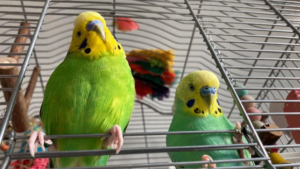 Helping Harmony: Bringing Your New Bird Home