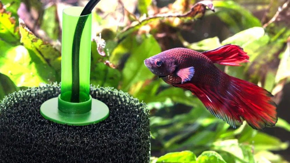 Are Sponge Filters Actually Good For Your Fish Tank?