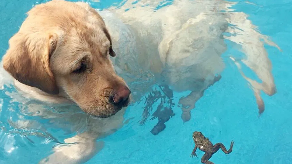 How To Eliminate the Musty Smell From Your Wet Dog