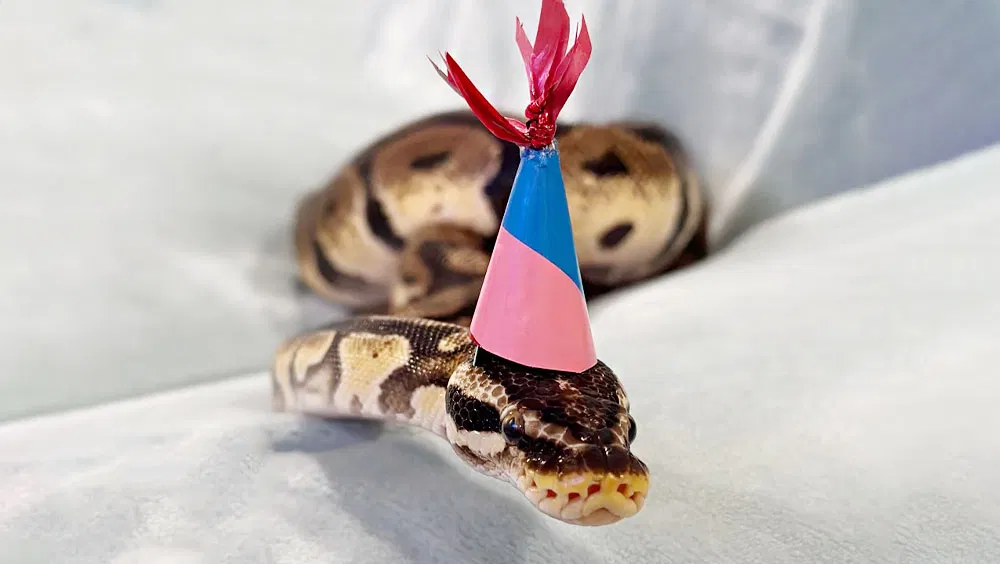 Is My Pet Snake Is A Girl or A Boy?
