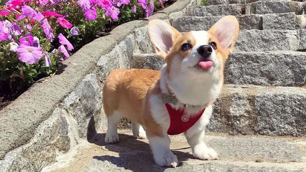 5 Obscure Facts About Your Dog