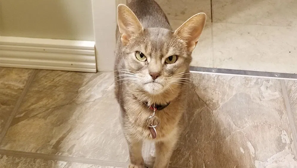 Your Cat Hates It When You Do These 5 Things