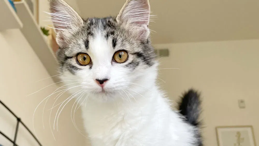 Counting The Teeth: How Many Teeth Do Cats Have?