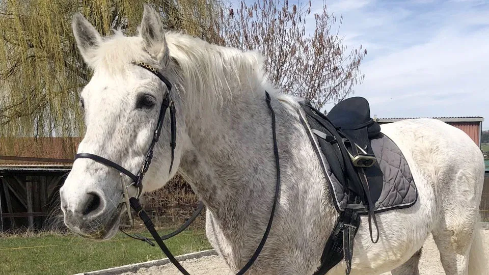 Keep Your Horse Healthy and Happy With Regular Grooming