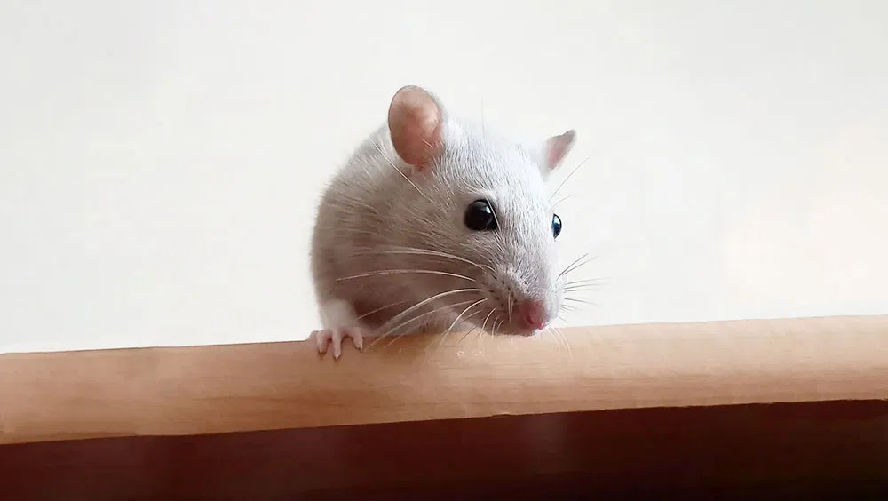 Looking for a Small Pet? Think About These Five Factors