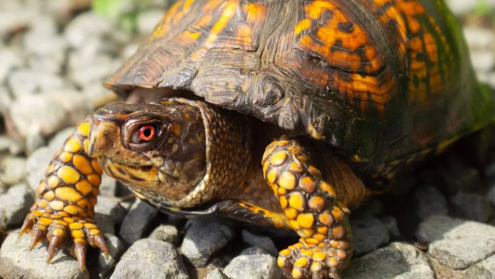 Two Best Pet Box Turtles