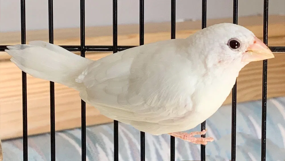 Doing Your Best to House Small Fuzzy and Feathered Friends