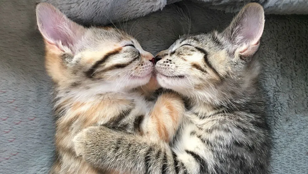 Feline Grooming Habits: Why Do Cats Lick Each Other?
