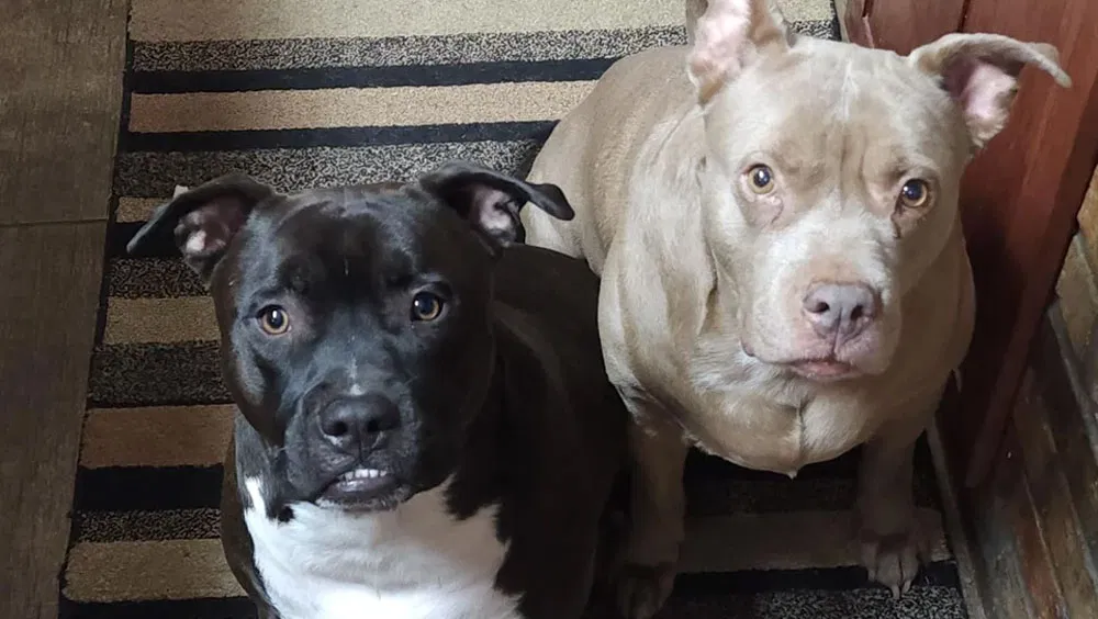 Hiccuping Hounds: Why Do Dogs Get Hiccups?