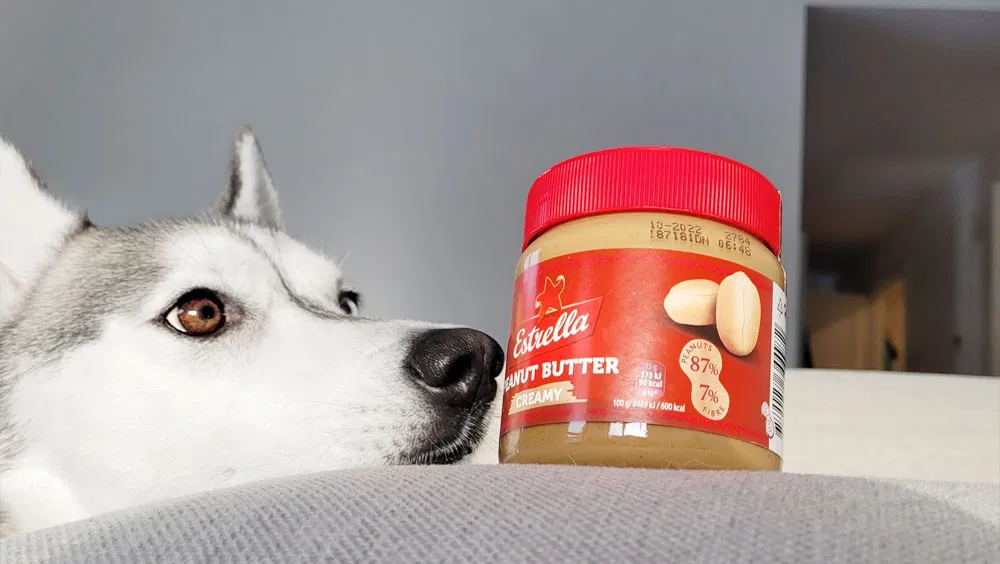 Peanut Butter Obsession: Why Do Dogs Like Peanut Butter?