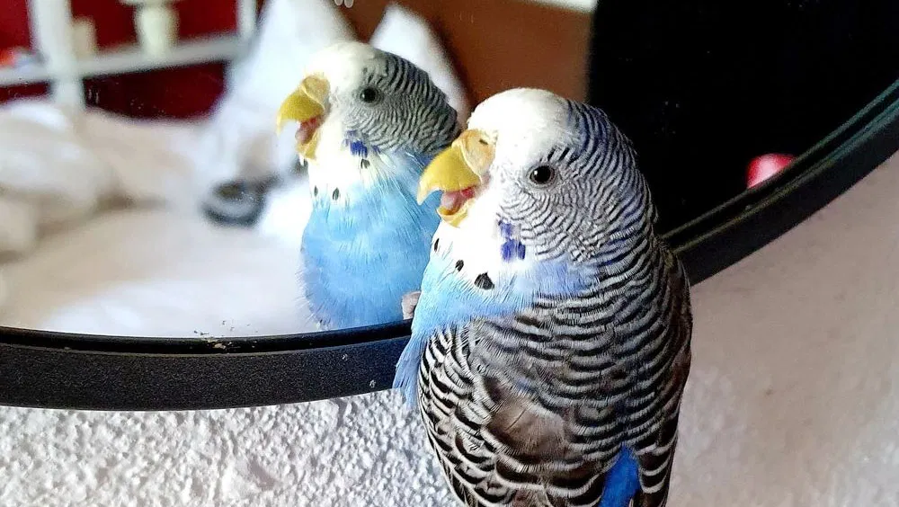 Why Your Birds Need a Diverse Diet