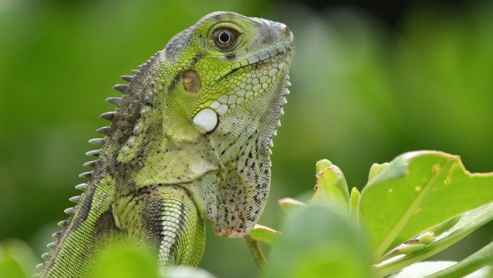 Do Iguanas Bite?