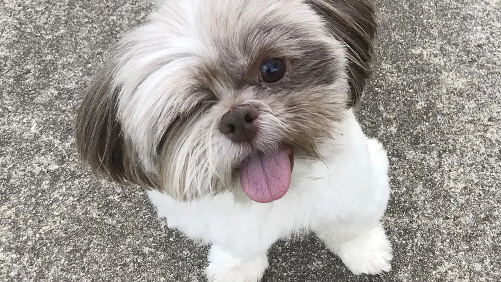 Teacup Dogs: All You Need To Know