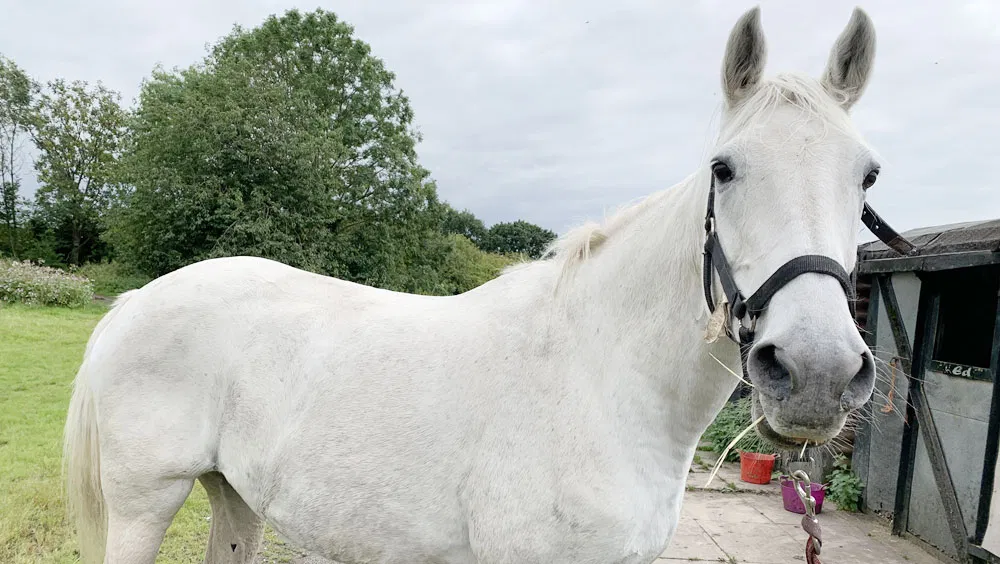 How Much Land Do You Need For A Horse?