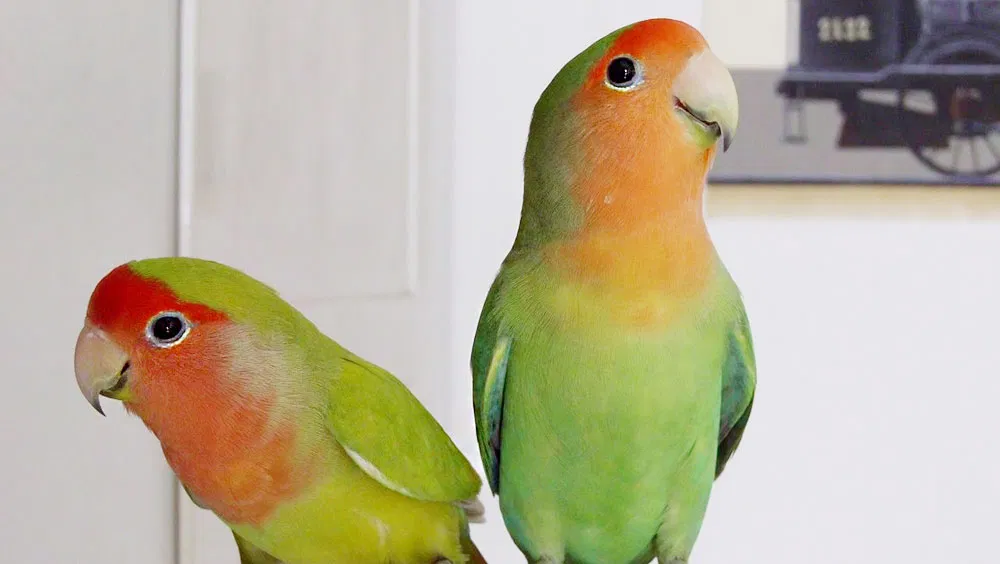 Can Lovebirds Talk?