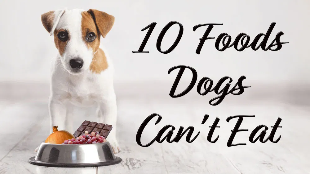 10 Foods Dogs Can't Eat