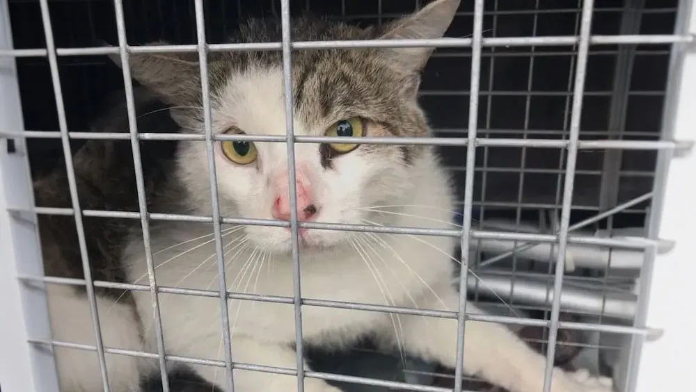 Stray Cat Solutions: How To Get Rid Of Stray Cats Safely And Humanely