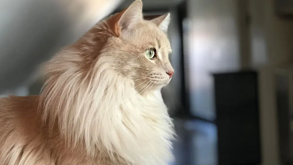 The Cost of Feline Companionship: How Much Do Cats Cost?