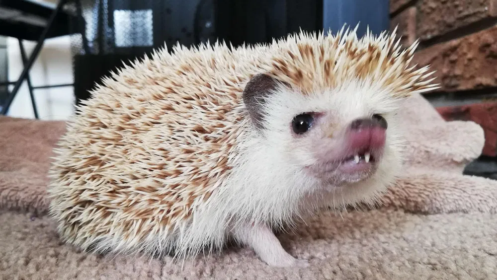 Do Hedgehogs Make Good Pets?
