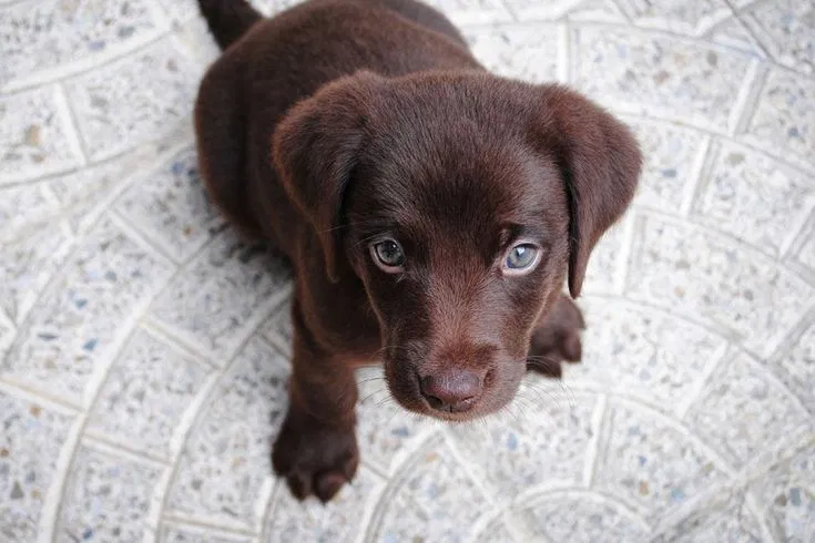 The Best Pets For Small Apartments