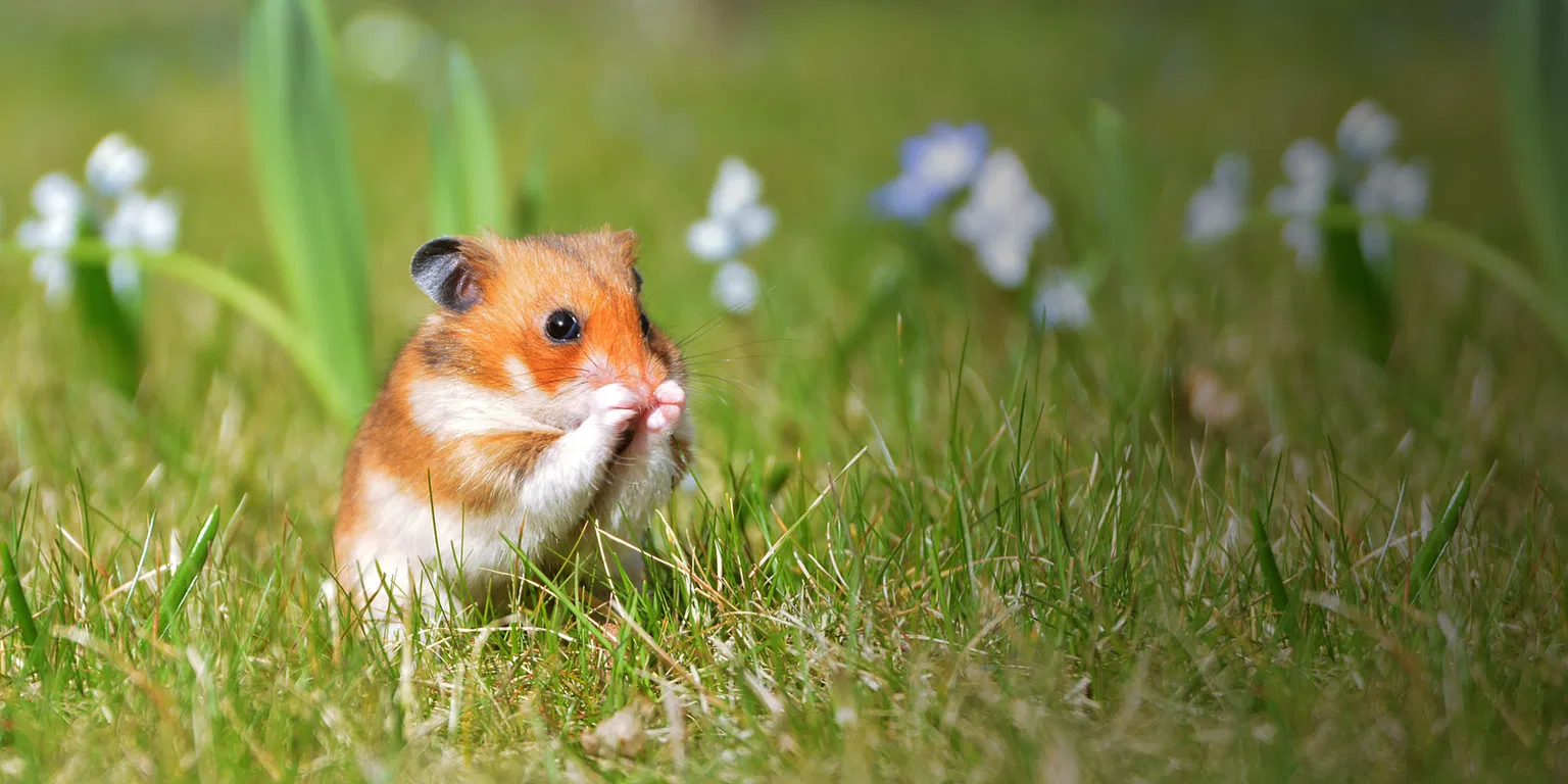 How Long Do Hamsters Live?