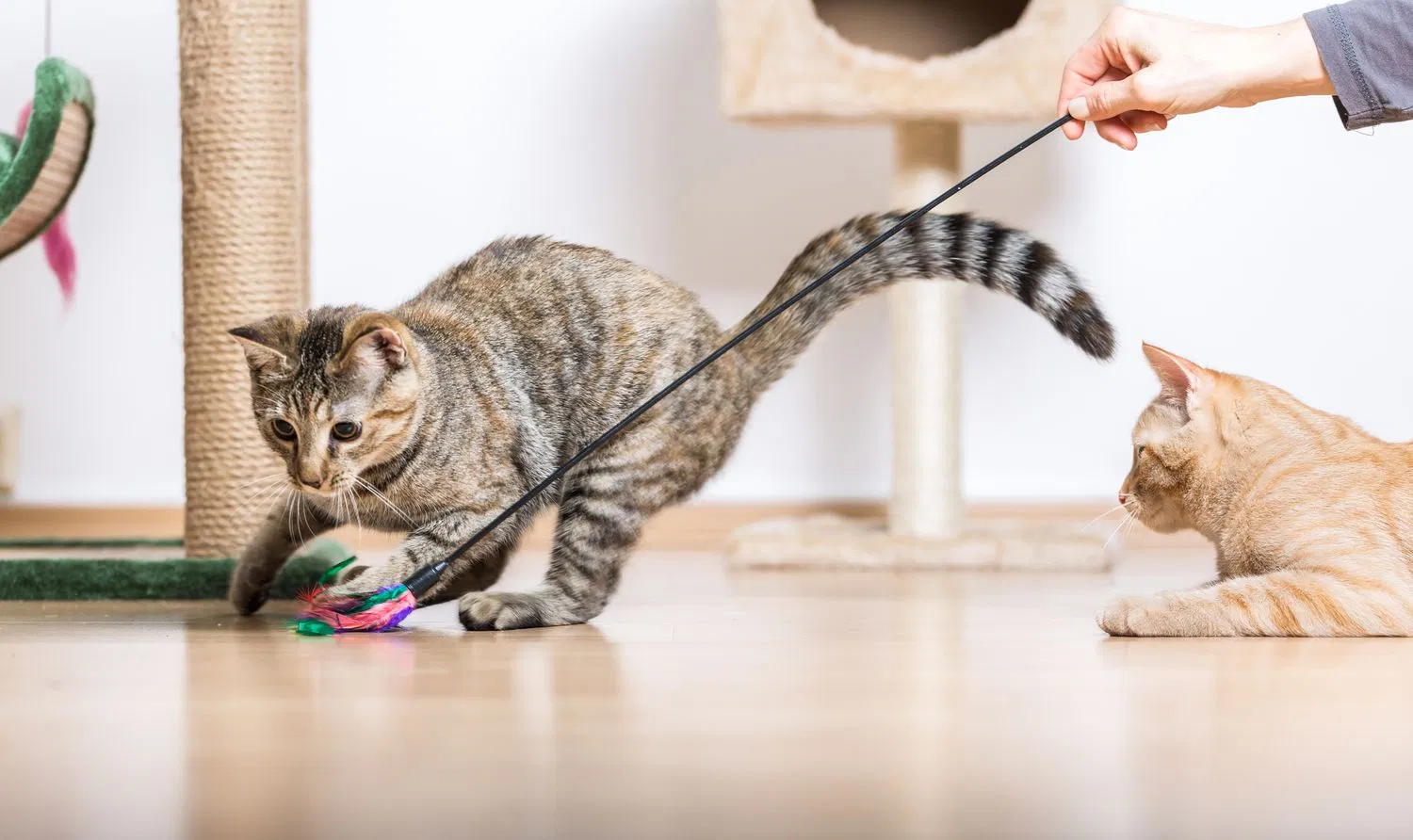 Playing With Purrfect Precision: How To Play With Cats?