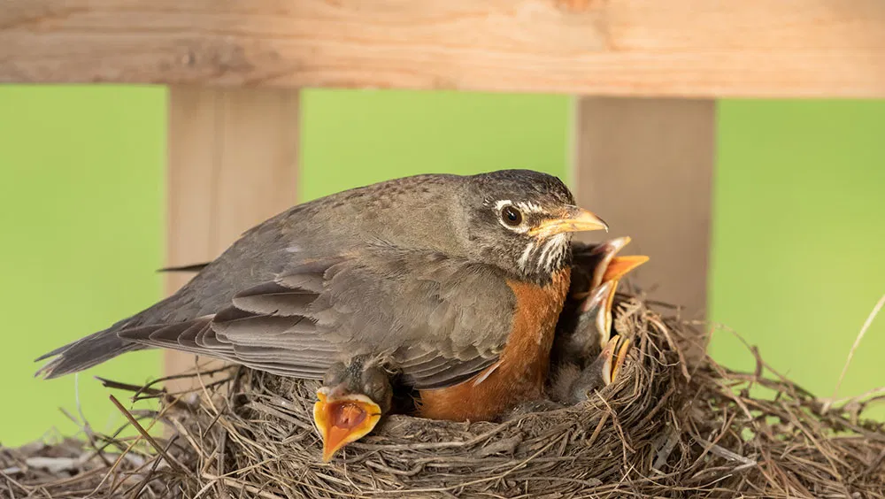 How Long Do Baby Birds Stay In The Nest?