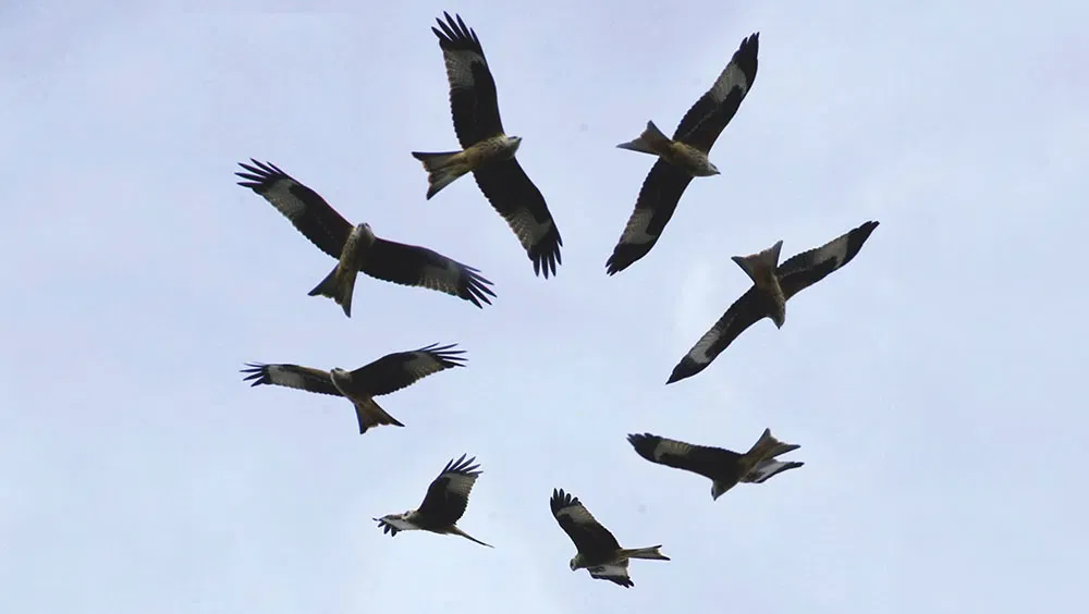 Why Do Birds Fly In Circles?