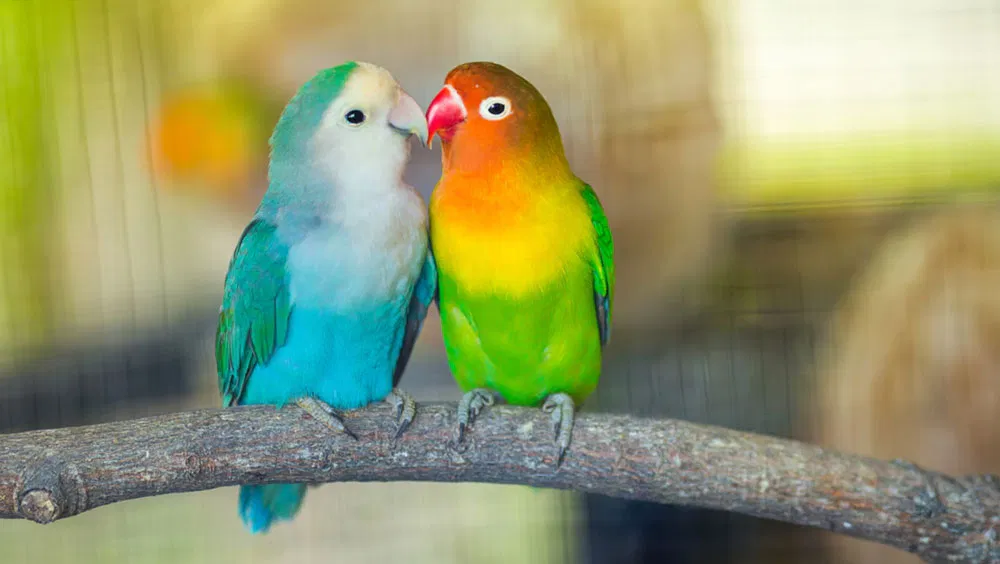 How Much Do Lovebirds Cost?