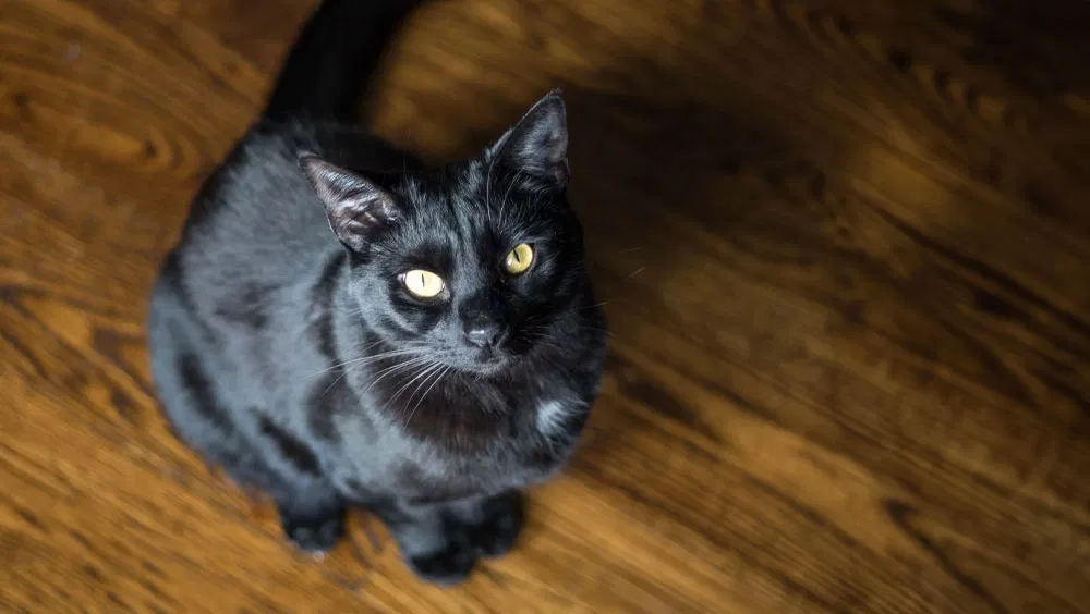 Hot Ears in Cats: Why Are My Cat's Ears Hot?