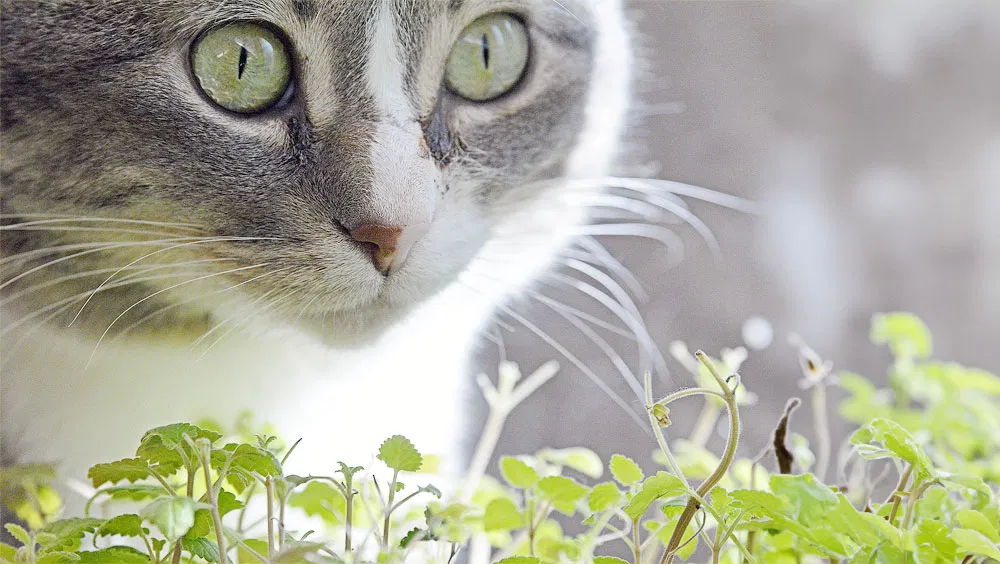 What Does Catnip Do To Cats?
