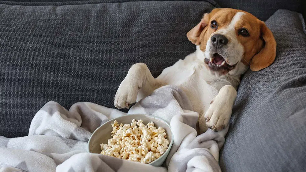 Can Dogs Eat Popcorn?