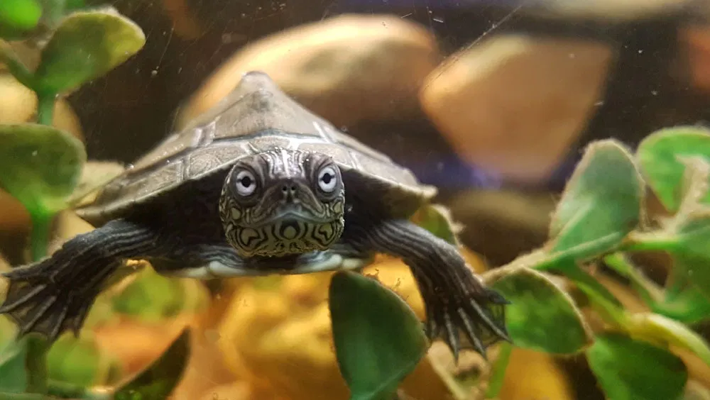 How Long Do Turtles Live?