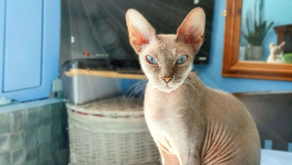 The Hairless Cat Breeds