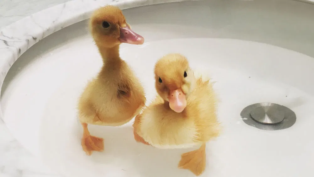 What Do Baby Birds Eat?