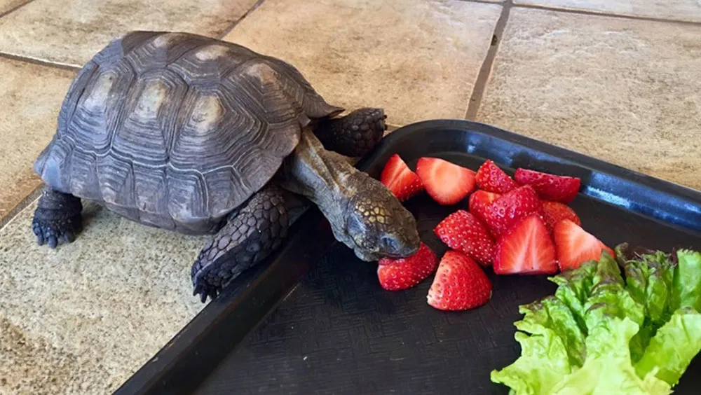 How Long Do Turtles Live?