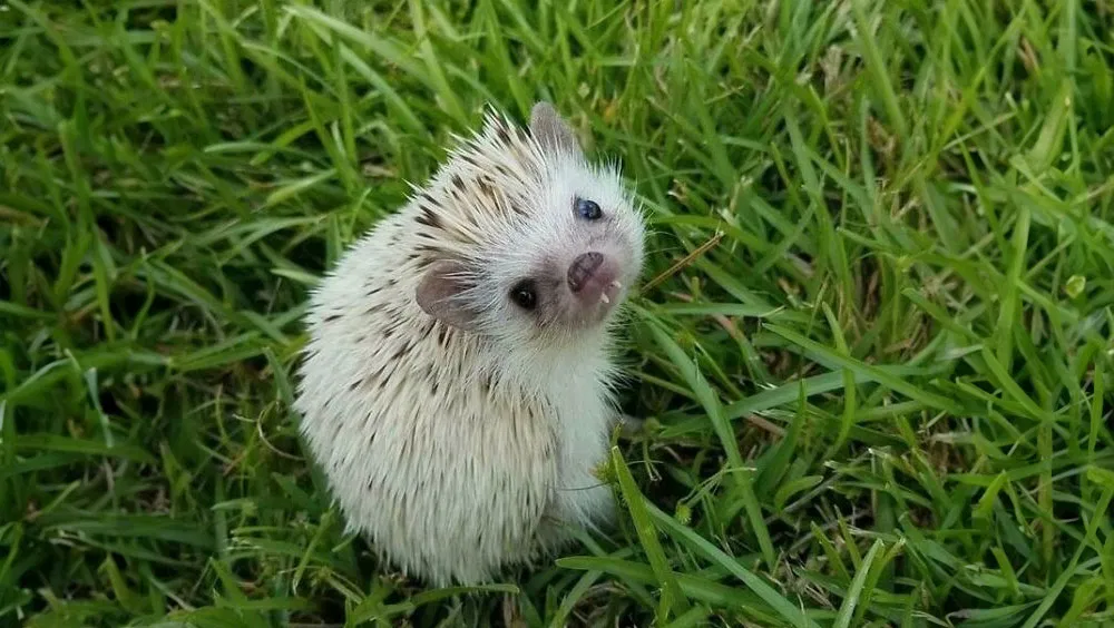 What Is A Hedgehog?
