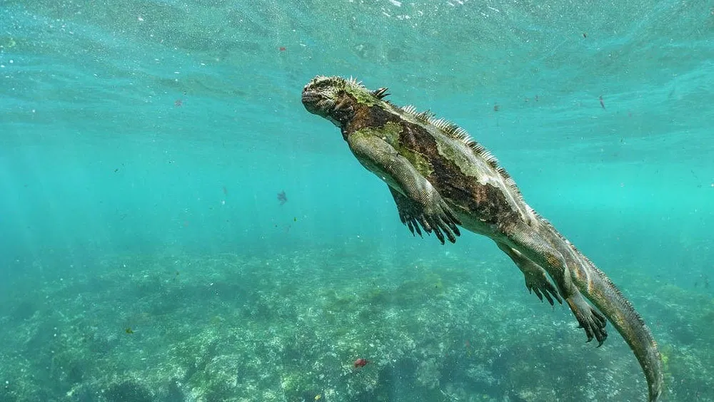 Do Iguanas Swim?