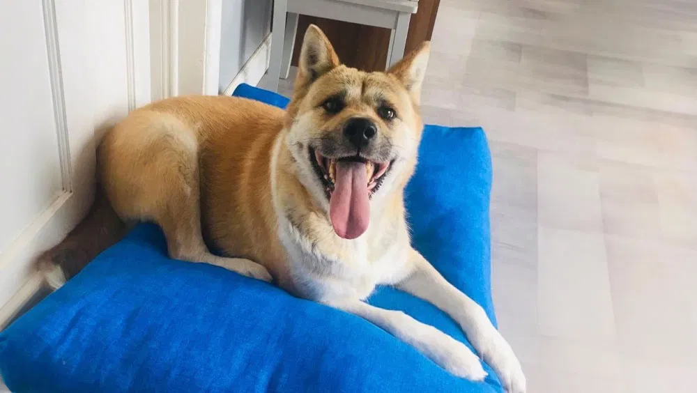 Understanding The 3-3-3 Rule For Dogs